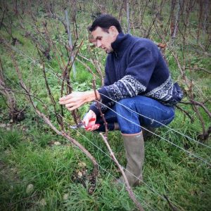 conduite de la vigne