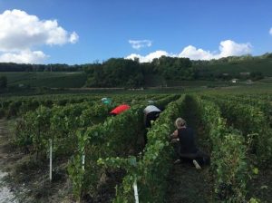 Les vendanges